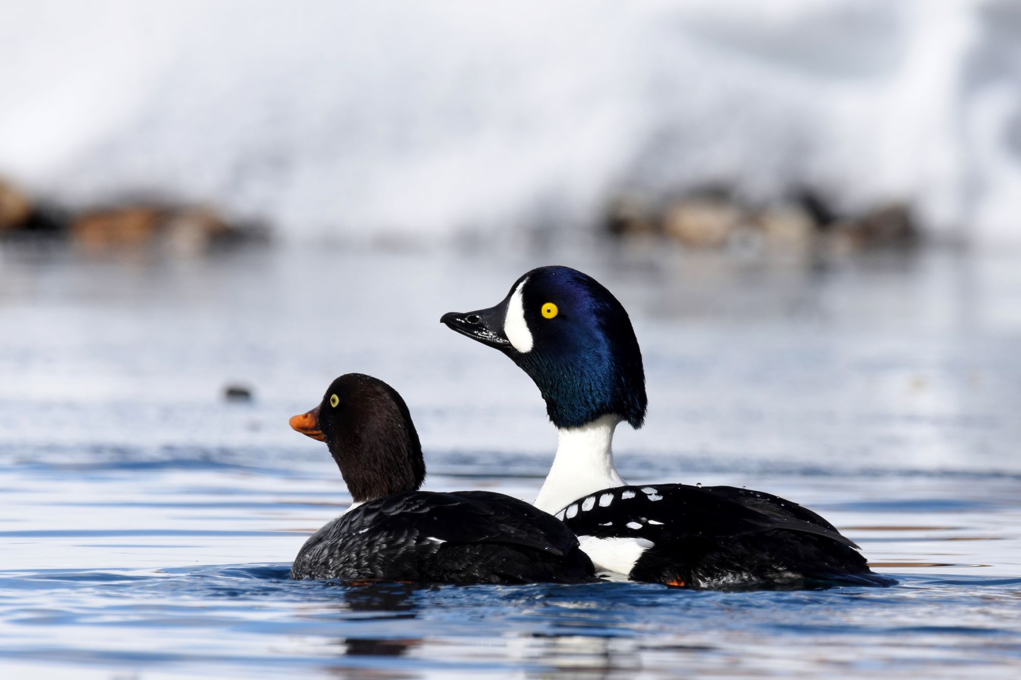 A pair of Barrow's Goldeneyes.