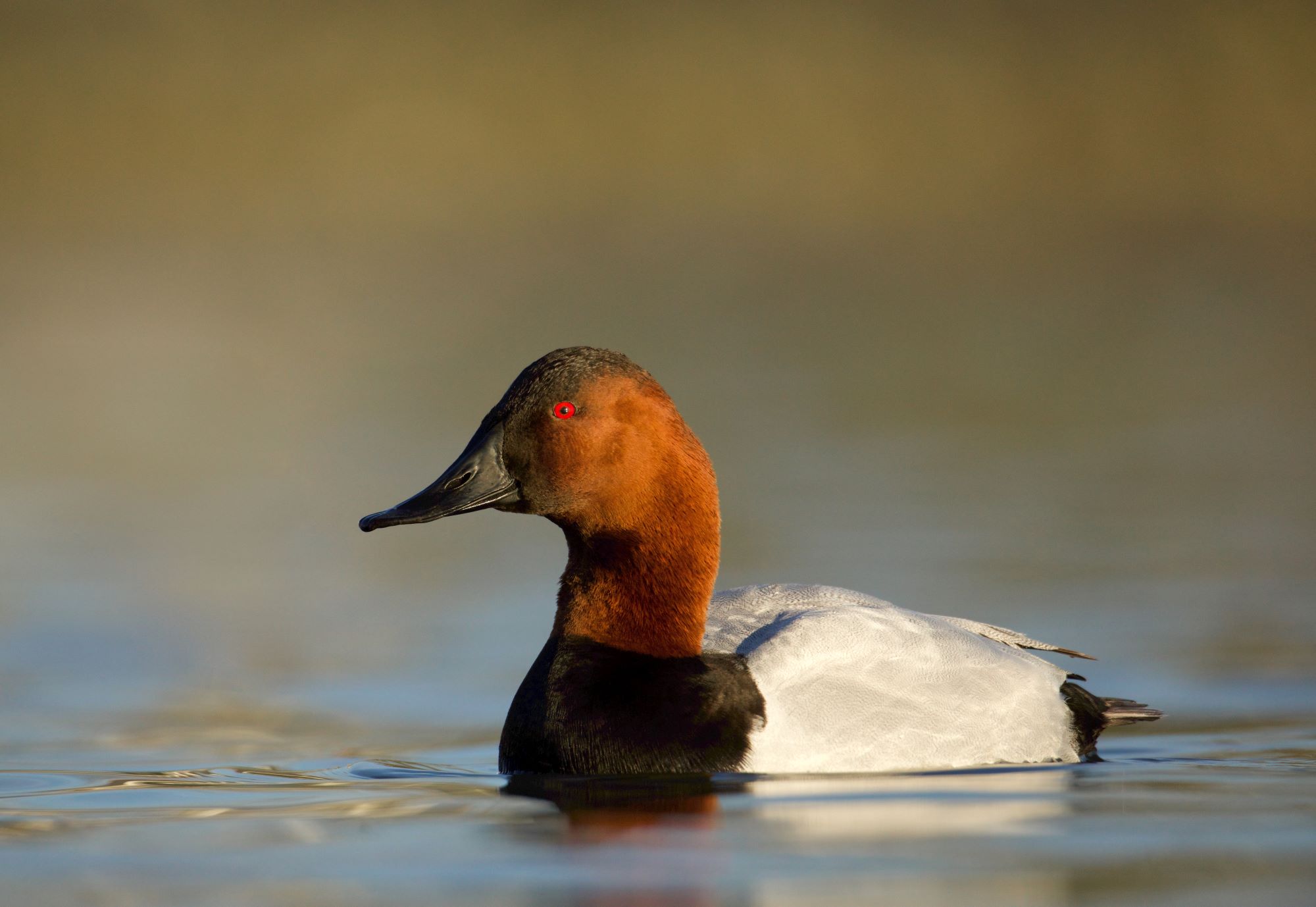 A male Canvasback in full breeding plumage.