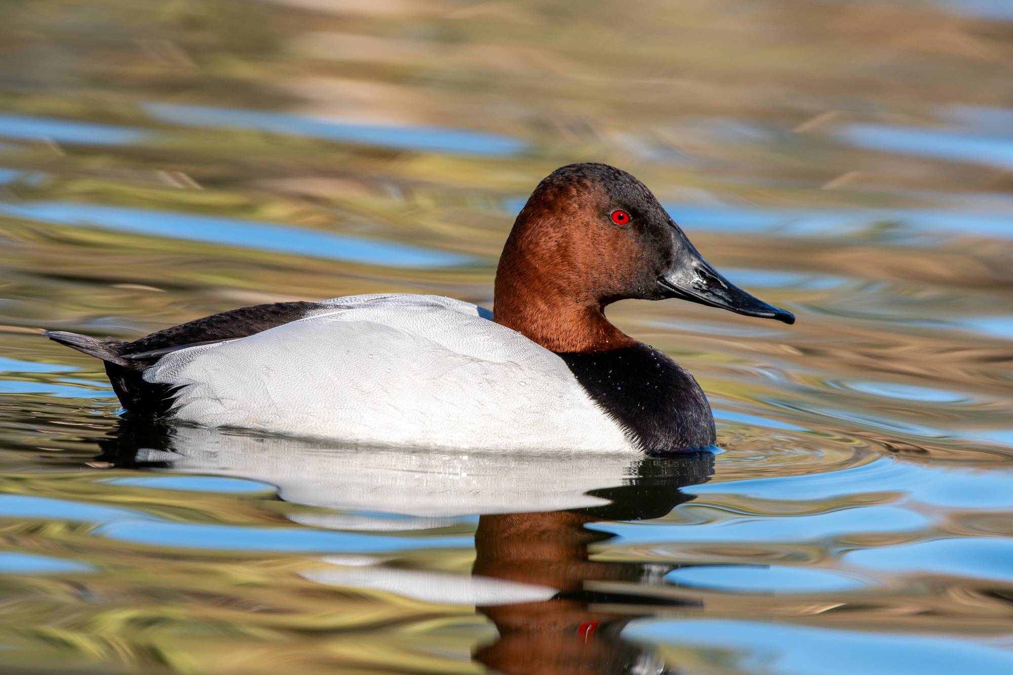 Canvasback in water.