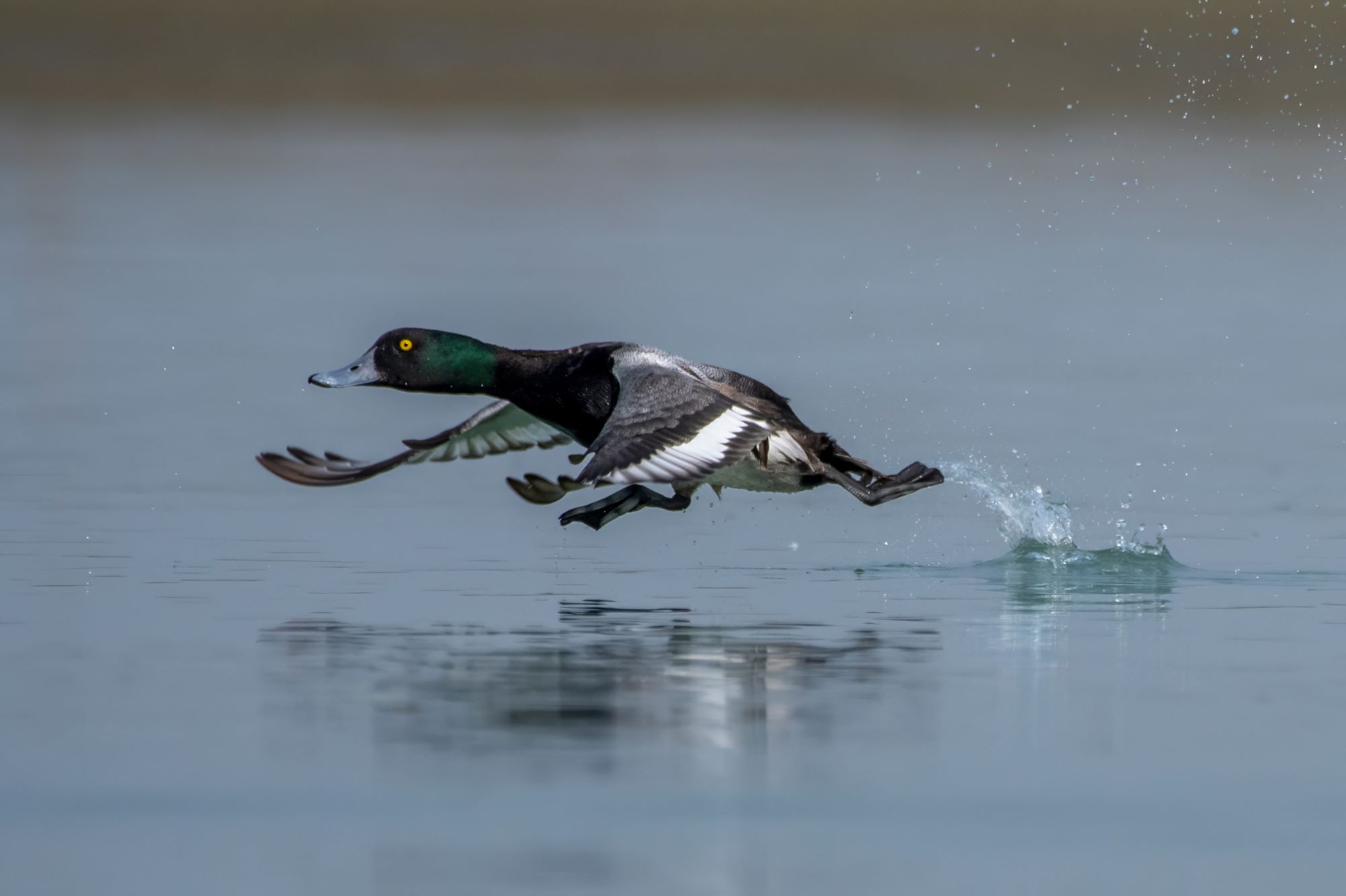 A Greater Scaup, Aythya marila.