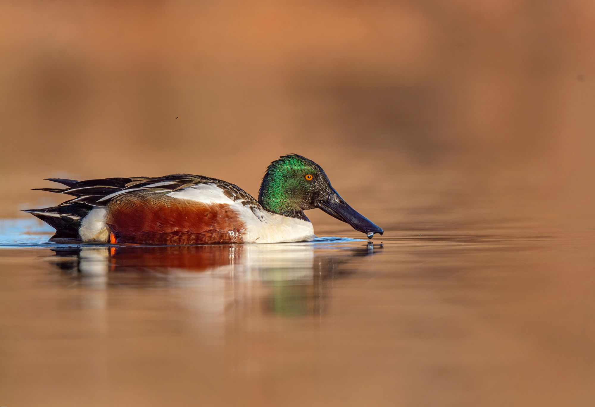 A Northern Shoveler.