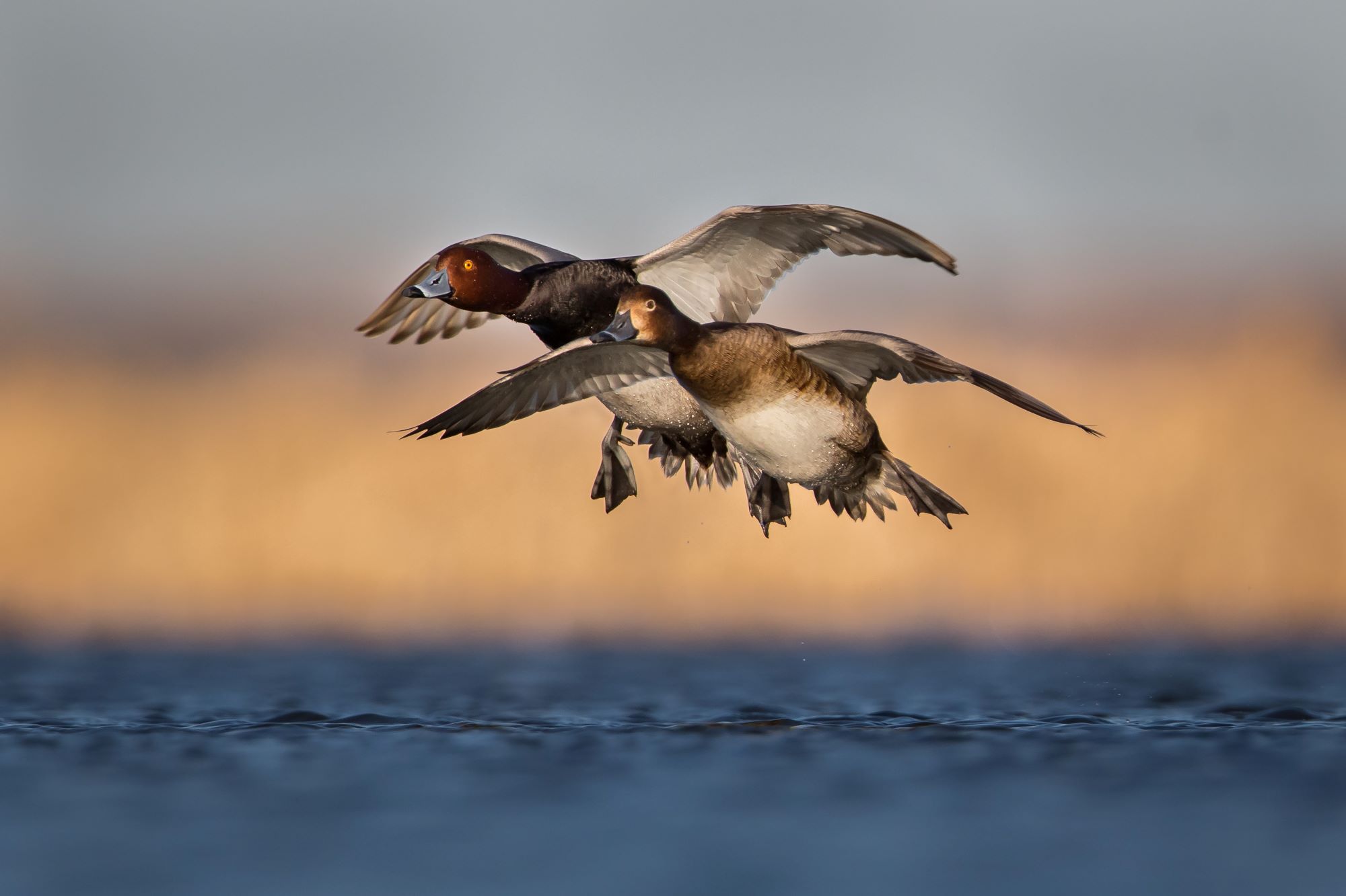 A male and female redhead duck preparing to land.