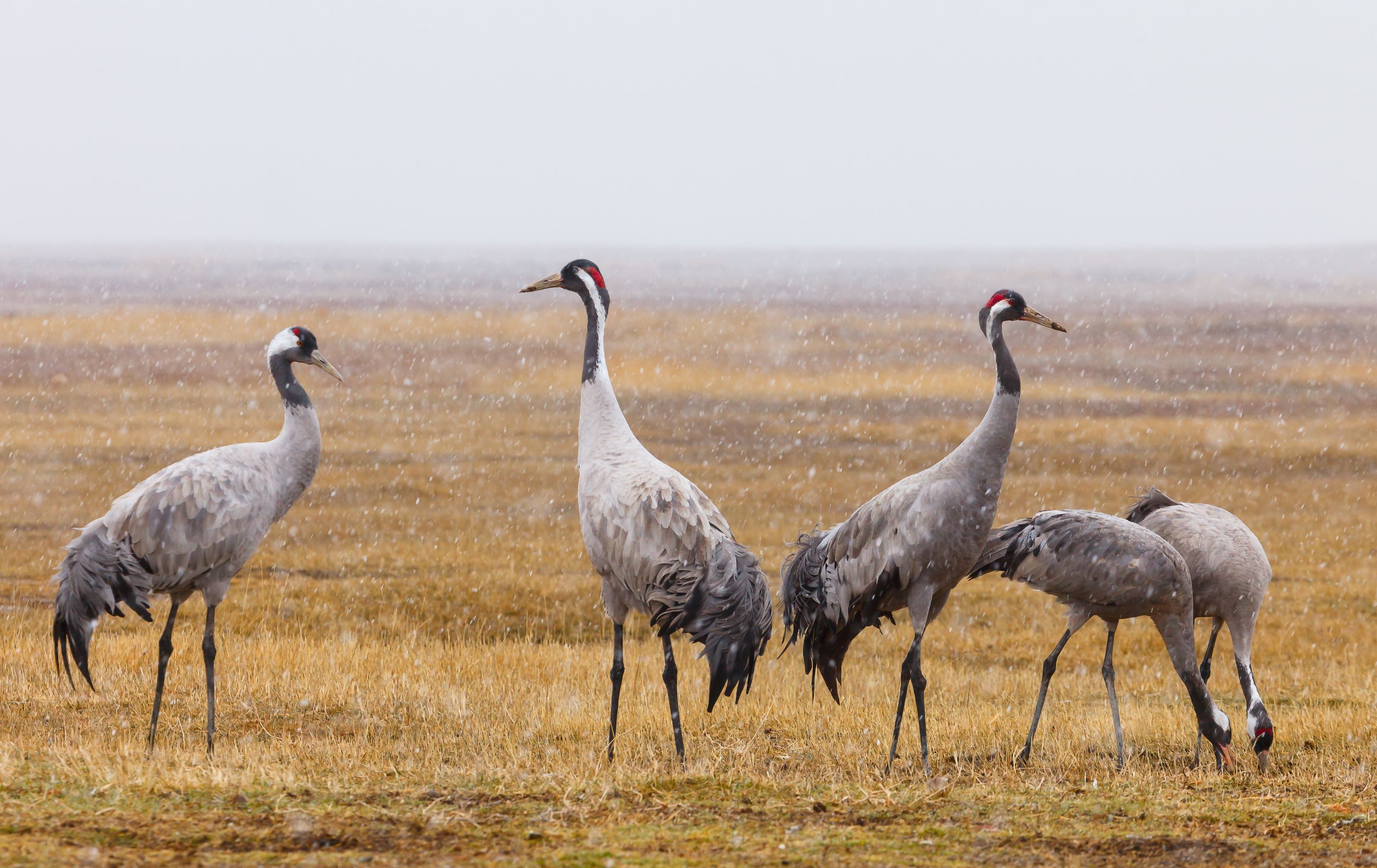 A group of Common Cranes.