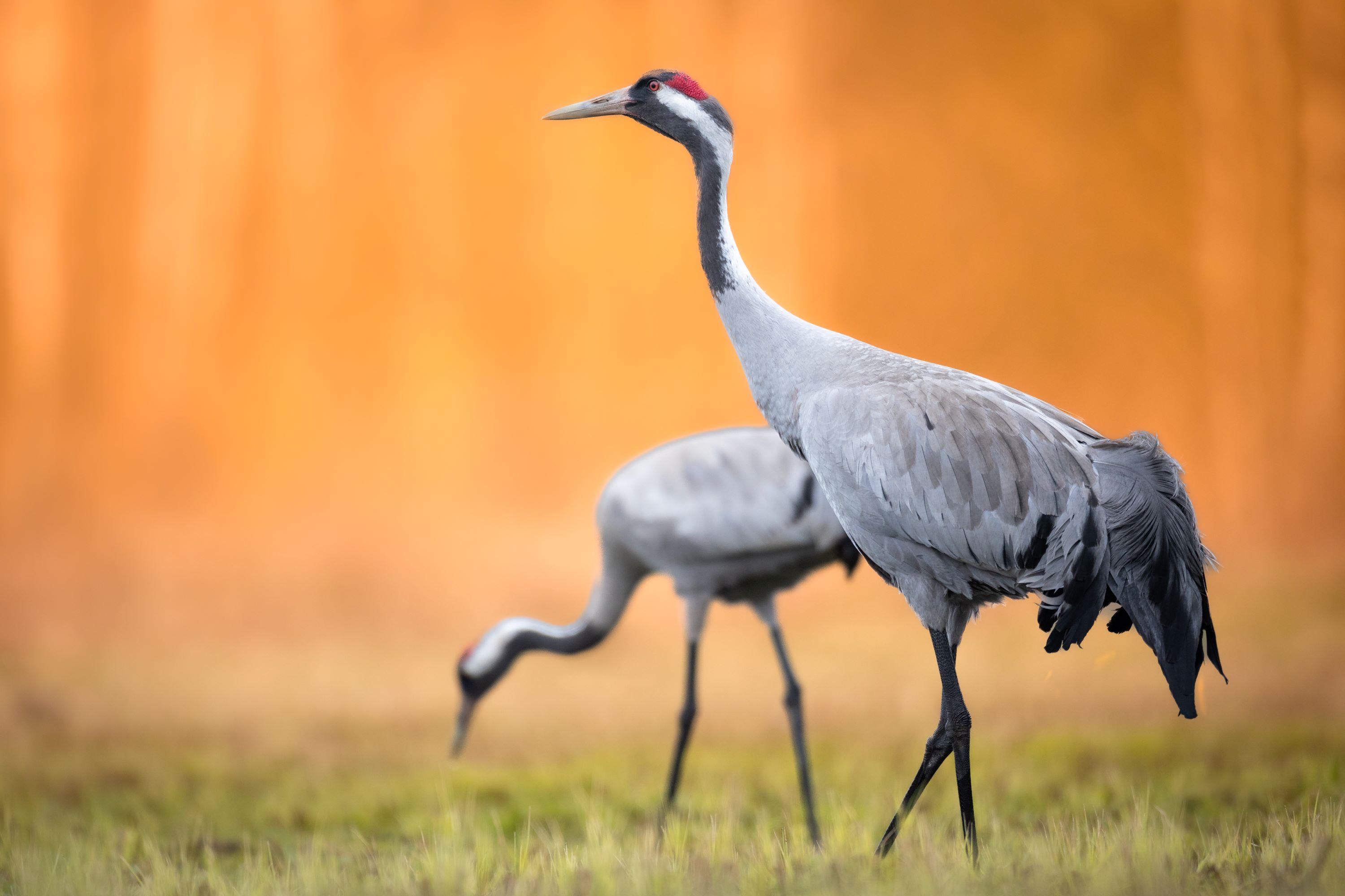 The Common Crane.