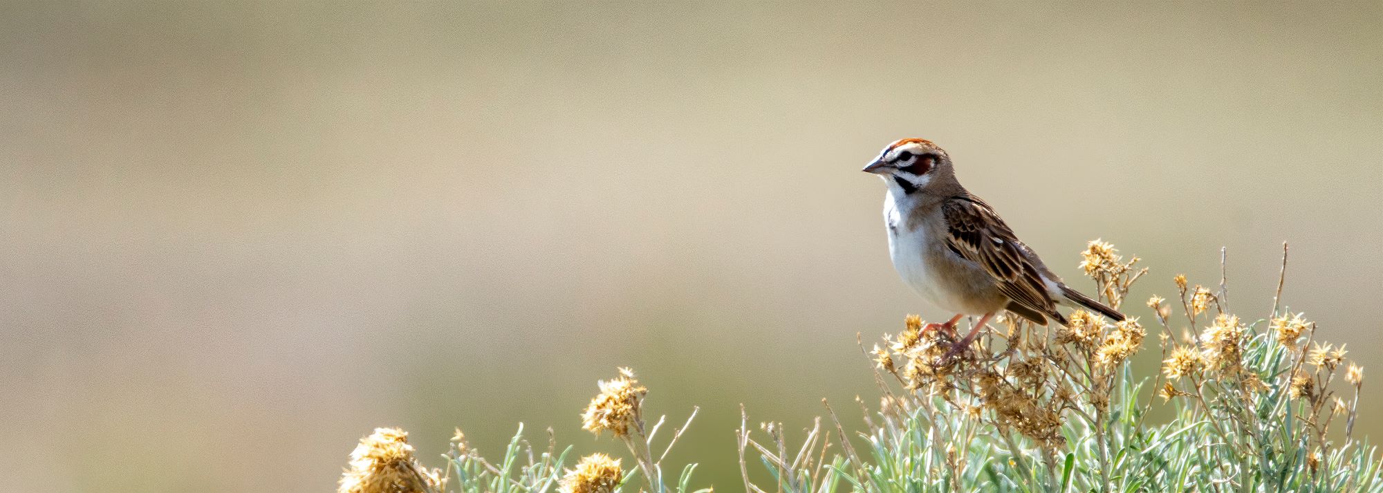 A lark sparrow on Antelope Island.