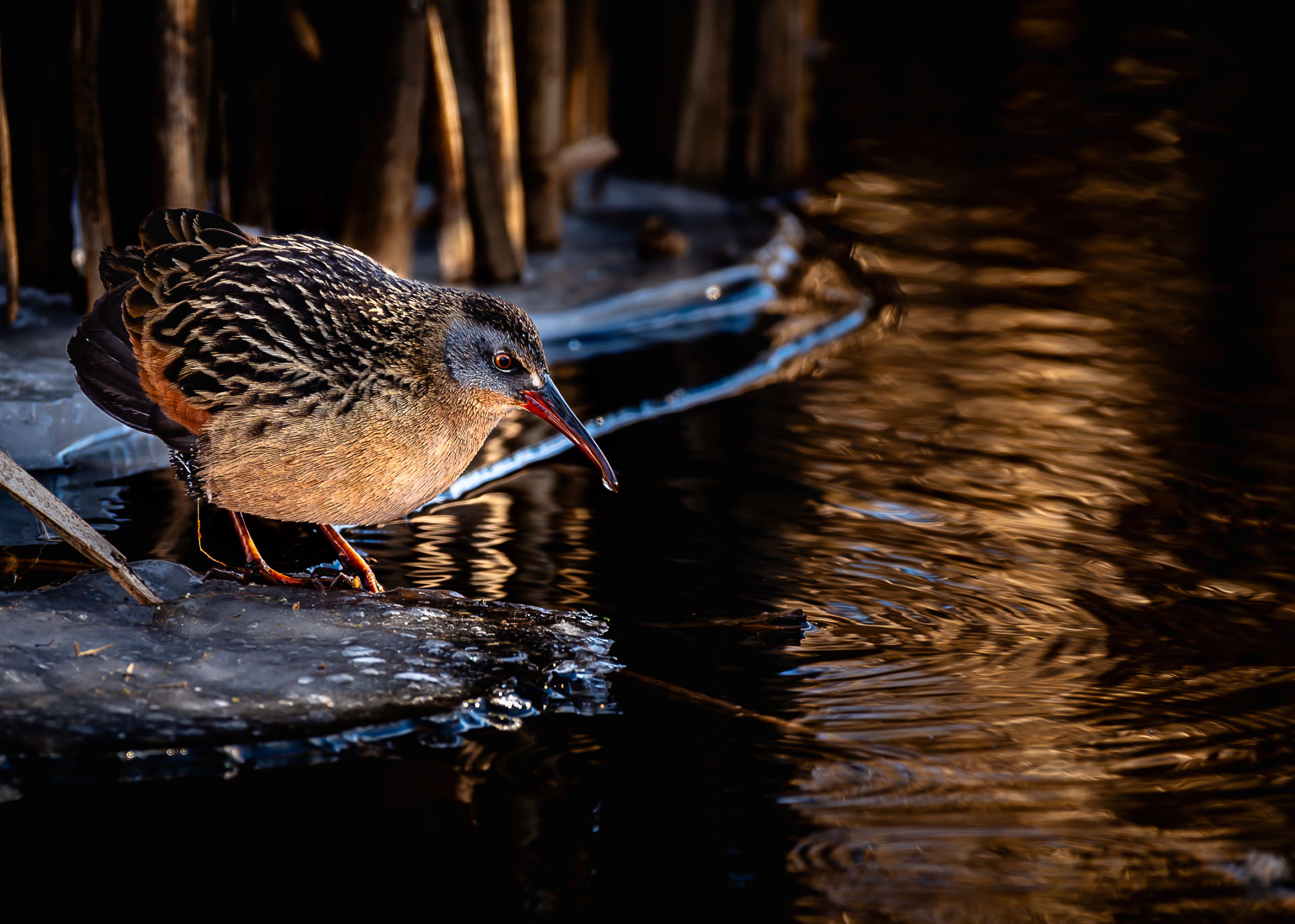 The Virginia Rail