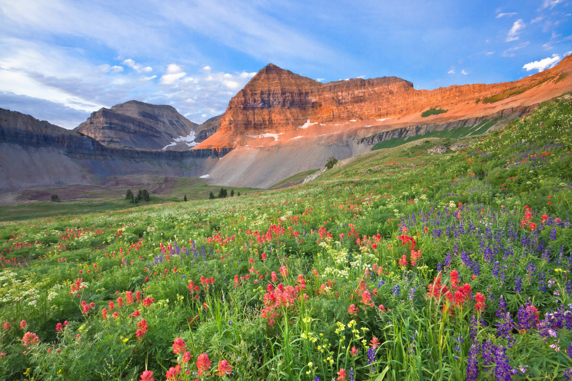 Colorful wildflowers on Mount Timpanogos.