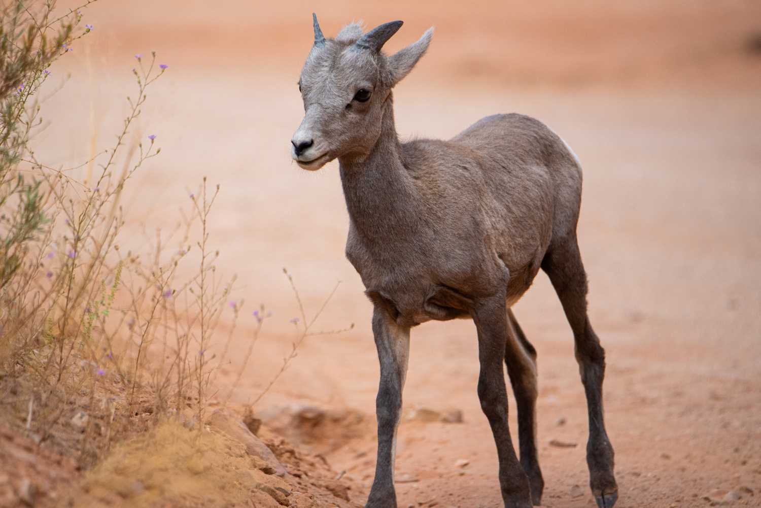 A baby desert big horn sheep.