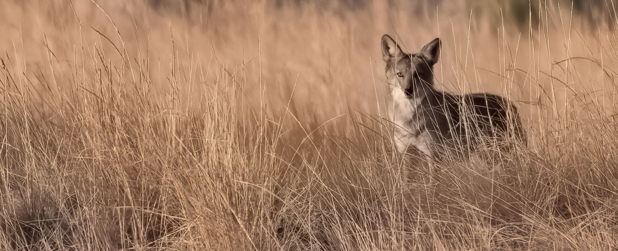 A coyote.