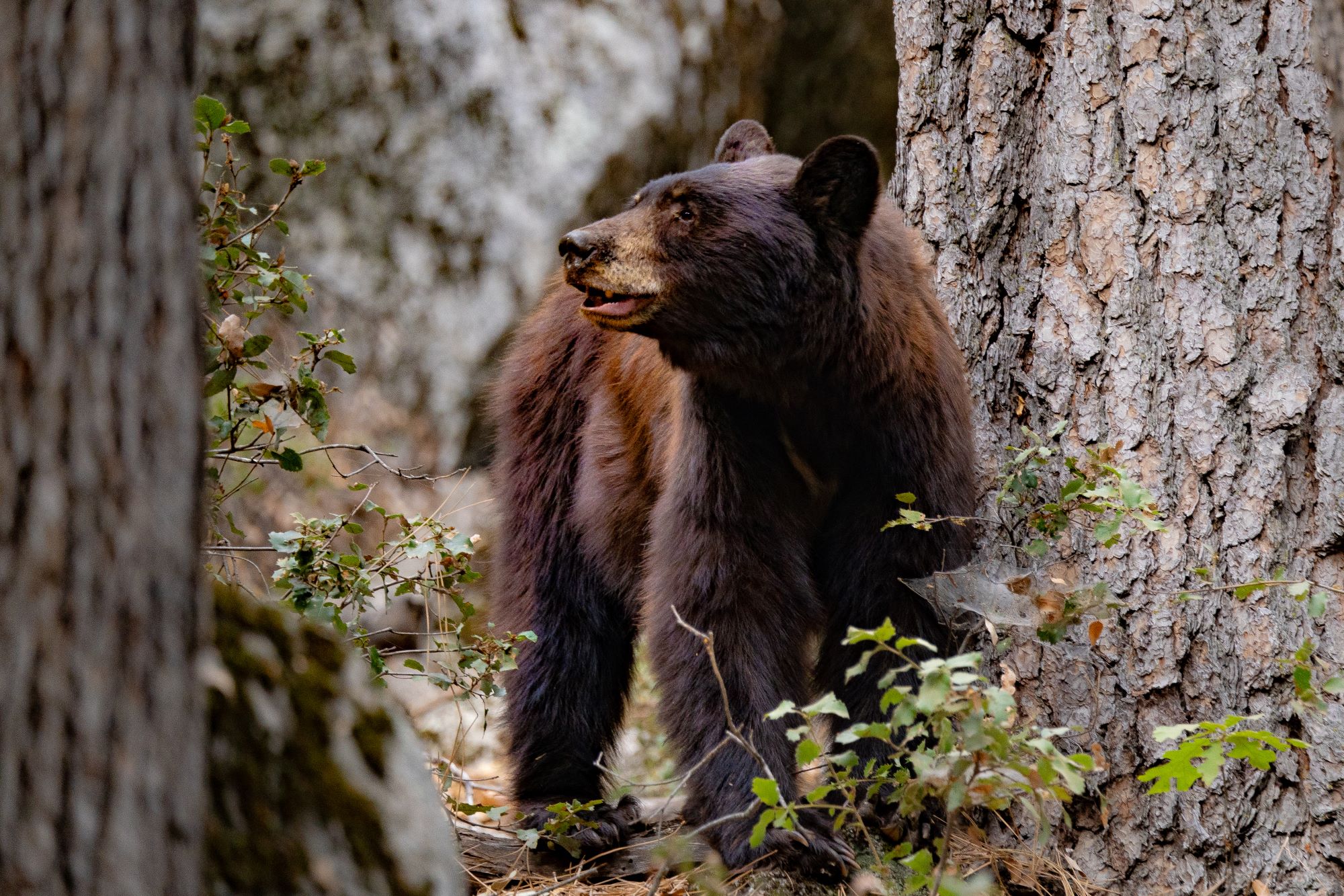 A black bear.