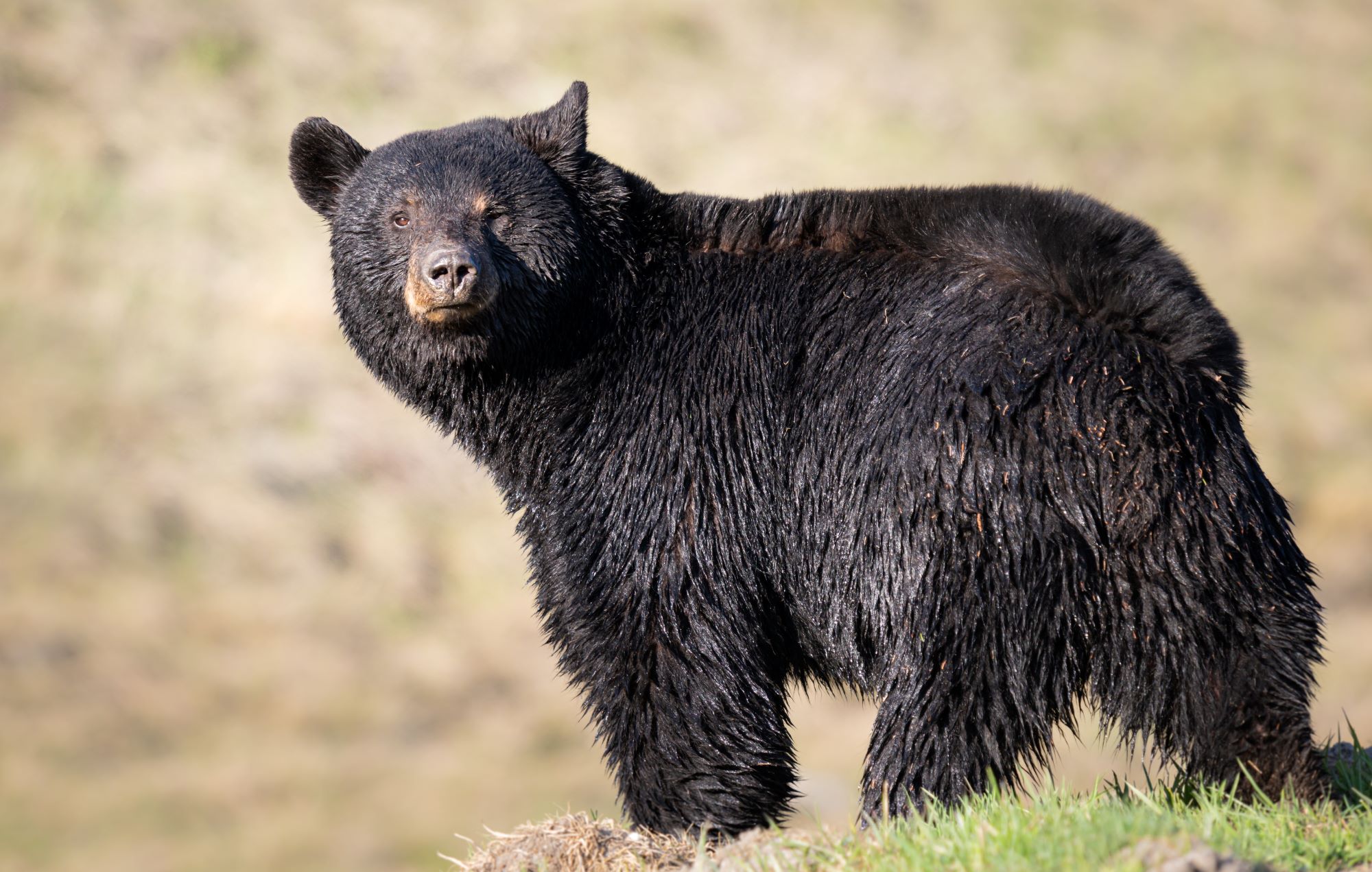 A black bear.