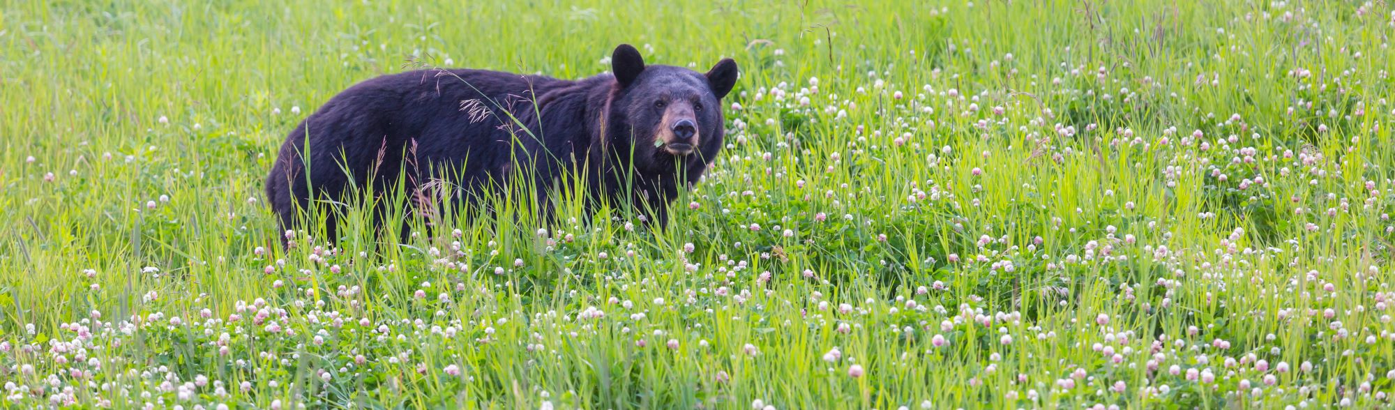 A black bear.