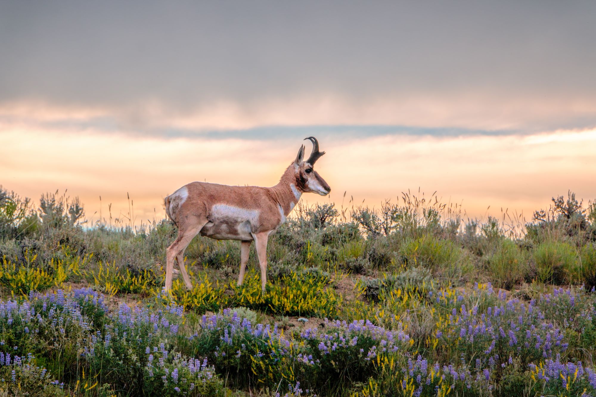 A pronghorn.