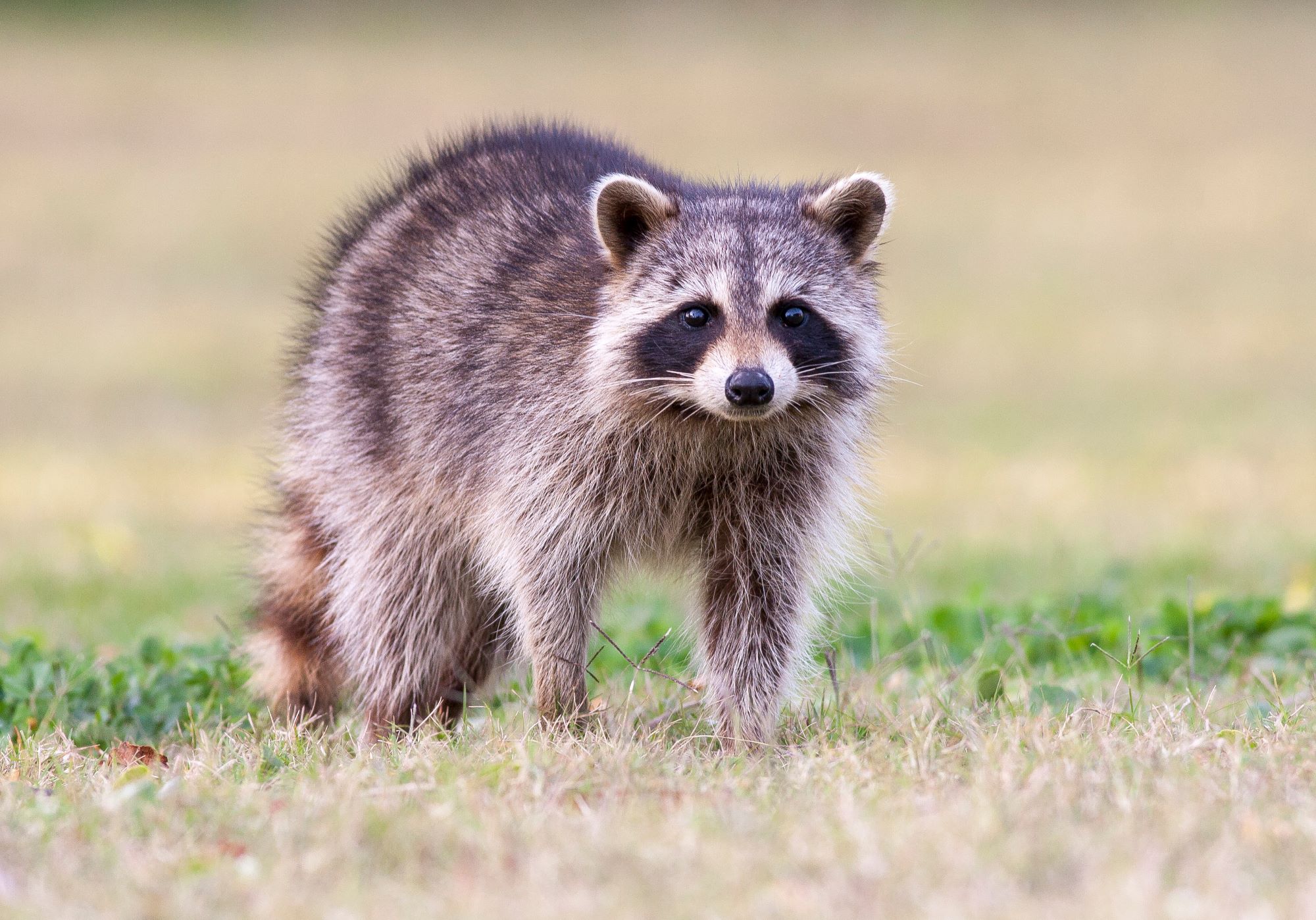 A racoon.